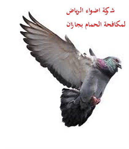 ارخص شركة مكافحة حمام بجازان