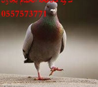 من افضل شركة مكافحة حمام