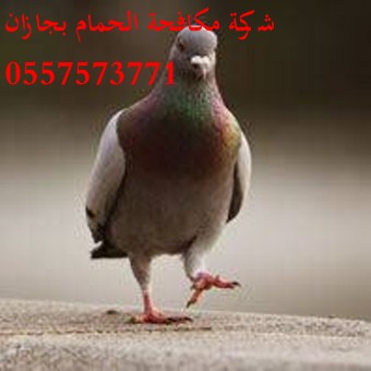 من افضل شركة مكافحة حمام